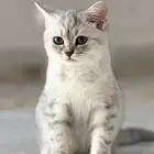 قط الأم شيرازي ملكي بيور والأب بيكي فيس بيور