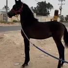 مهر شعبي شيخ