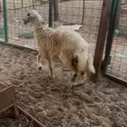 رخل حريه فل الفل ( تم البيع )