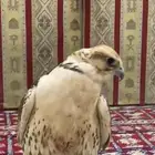 طير حر كفو