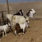 عرض لعشاق الجروم معزاء مشاريك فاخره مواليد