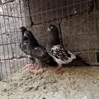 حمام باكستاني