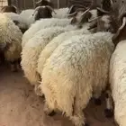 ذبايح نعيمي ذبائح حري ذبح وتوصيل