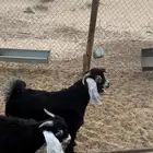 ذبايح تيوس
