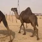 مجهم ملاقي بثالثها شرط