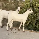 جفار بيشيات نوادر