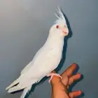 للبيع كروان البينو اليف