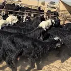 رخال دغم العدد 20