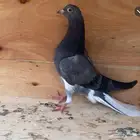 حمام قلابي طبه