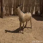 تيس جنوبي