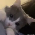قطه للتبني