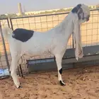 تم البيع