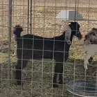 للبيع جفره صنف طيبه