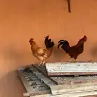 ديك بلدي