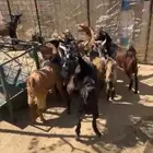 تيوس بلدي مراح واحد العدد16