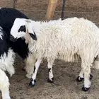 خروف للبيع