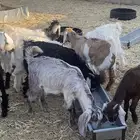 جفار وتيوس للبيع جملة