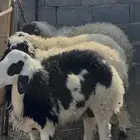 نعيم لبيع خمس رخال وخروف نظيفه مشروطه العمر من خمس شهور ال