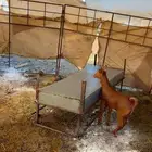 تيس محايلي لباني