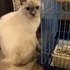 قط هملايا