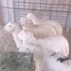 ذبايح خرفان