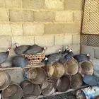 دجاج حبشي وحمام