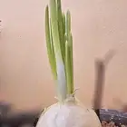 شتلة بصل أبيض