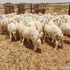 طليان ورخال حرية