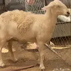 نعجة صفرا صنف