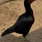 دجاجه سنديه