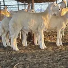 طلي مشروع فحل