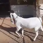 عنزهولنديه حليب