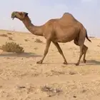الذود الصفر الكفو العدد 14