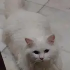 قط ذكر للتبني الموقع جده