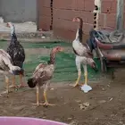 شامو ياباني