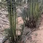 جثايث سكري للبيع كمية بسعر مناسب