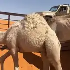 الموقع غرب الحريق