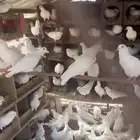 حمام فرنسي ابيض عشة كاملة