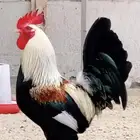 مطلوب ديك نفس الصورة اللي عنده يتواصل معي