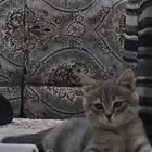 قطوه لبييع لعدم التفرغ لها