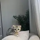 قطط قط قطوه قطه قط كيتن سكوتش