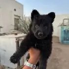 كلبه جيرمن شيبرد