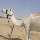 أصيل هجن