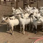 100 تيوس مرابي فل من 650