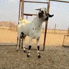 تيش مشروع فحل