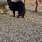 خرفان جذعان تمامه