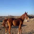 مهر شعبي للبيع