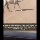 للبيع القحات الكفووو