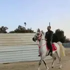 حصان واهو جمال منوت القناي