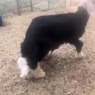 للبيع خروف نجدي طيب عمره 4 شهور